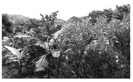 Milpa intercalada con árboles frutales para la resiliencia al cambio  climático, la sustentabilidad ambiental y la seguridad alimentaria en  Nicaragua